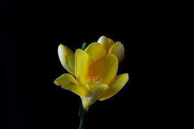 Freesia Flower Blossom Bloom Freesia Flowers Flowers Freesia