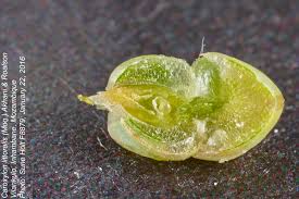 Image result for Caroxylon littoralis