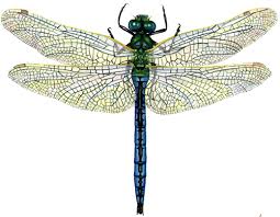 Black And Blue Dragonfly Uk Natural History Illustrations Of Dragonflies Lizzie Harper In 2020 Scientific Illustration Dragonfly Illustration Dragonfly