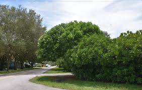 Image result for Dewildemania filifolia