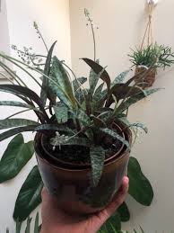 Image result for Ledebouria