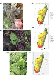 Image result for Peponium sp. A