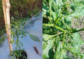 We did not find results for: 14 Cara Pengendalian Hama Tungau Dan Insektisida Untuk Tungau Cabai Berita Pertanian Mitalom