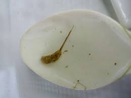 If the infestation has already occurred, consider using other methods discussed above. Kitchen Flooring Found Maggots On Kitchen Floor
