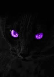 Beautiful Black Cat With Purple Eyes Ebony Feline My Photo Purple Cat Purple Eyes All Things Purple