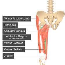 My mission is to provide a comprehensive resource mapping out the anatomy of the human body into easy to understand and concise video tutorials. Adductor Magnus Muscle