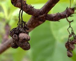 Image result for Afrocanthium lactescens