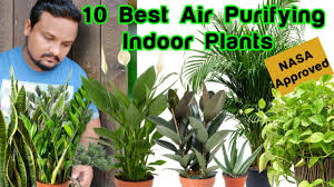 It removes toxic gases like benzene, formaldehyde, and carbon monoxide from the air. Top 10 Air Purifying Indoor Plants For Decoration Nasa Approved Plants Growing And Care Tips Youtube
