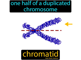 Chromatid In 2020 Science Flashcards Flashcards Science Student