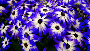 There is a blue to match any emotion you want to inspire. Hd Wallpaper Flower Blue Flower Daisy Daisybush Petal Sky Blue Flowers Wallpaper Flare