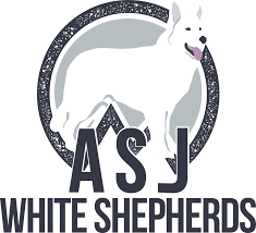 We breed for pleasant temperament and companionship for those who want a smart, loyal, and dedicated companion. Asj White German Shepherds White Shepherd Puppies In Connecticut