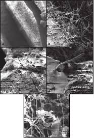 Image result for Rhynchosia divaricata