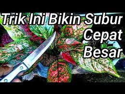 Tips Merawat Aglaonema Agar Cepat Besar Dan Beranak Youtube Di 2020 Tanaman Perkebunan Sayur Desain Taman Sayur