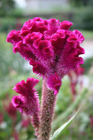 Mount Vernon Beautiful Pink Flowers Beautiful Flowers Flower Pictures