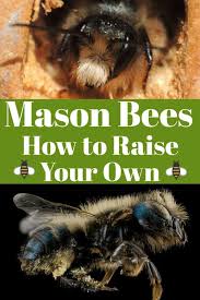 Mason Bees How To Raise Your Own Noshing With The Nolands