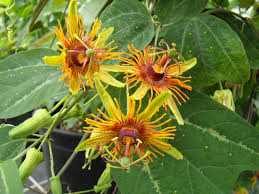 Check spelling or type a new query. Passionate For Passionflowers Hgtv