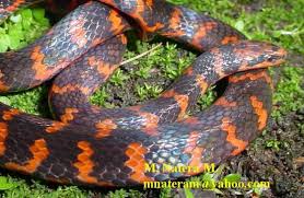 Image result for Erythrococca atrovirens