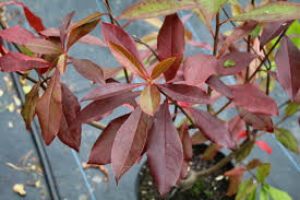 Image result for Limosella grandiflora