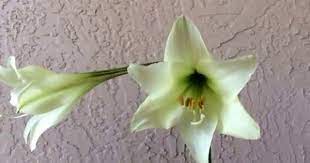 Pin On Gippeastrum Video