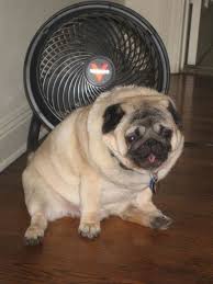 Is It Hot In Here Or Is It Just Me Meme 404 Not Found Baby Pugs Pugs Cute Pugs