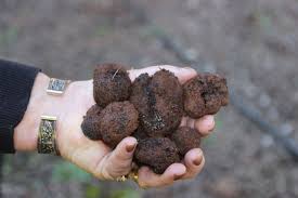 Truffle Hunting At Truffles Of Tasmania Mole Creek Truffle Hunting Truffles Food