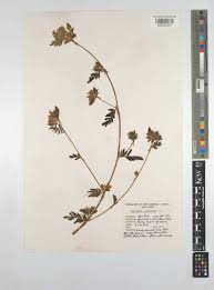 Image result for Smithia