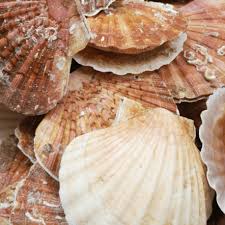 Une coquille merveilleuse, parfaite, transcendante, définitive, emplie de presque rien, quelques barbes informes, et puis, au milieu, ce muscle unique, nacré, sublime. Coquille Saint Jacques Poissonnerie Paon