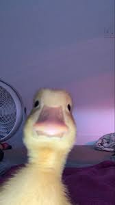 My Ducky Baby Animals Pictures Cute Animal Memes Cute Animal Photos
