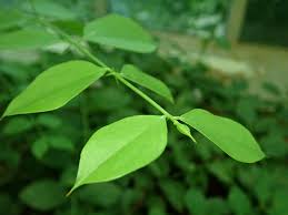 Image result for Azima tetracantha