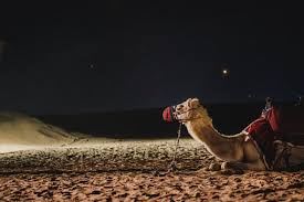 But first we need some information about the person. 1 000 Free Camel Desert Photos Pixabay