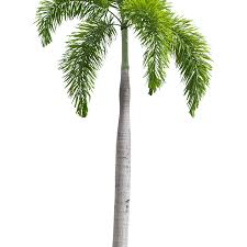 Image result for Wodyetia