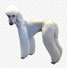 Check spelling or type a new query. Poodle In German Trim Standard Poodle Clipart 2738329 Pikpng