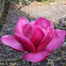 Search land for sale in magnolia ar. Magnolia Felix Nurseries Online