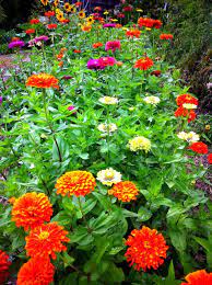 Pin On Garden