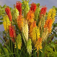 Image result for Kniphofia