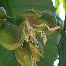 Image result for Duabanga