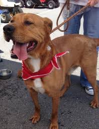 Euth Alert Bob Is In Gassing Shelter Funny Cats And Dogs Animals Animal Shelter