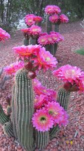Flowering Cactus Express Photos Desert Flowers Plants Desert Garden