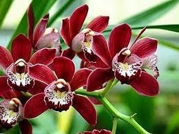 Jenis bunga yang paling umum seperti bunga mawar, melati. Warna Bunga Phalaenopsis Gambar Hitam Biru Merah Ungu Oren Burgundy Hijau Pistachio Dan Anggrek Lain Apa Jenis Tumbuhan Yang Ada Pengeluaran Tanaman