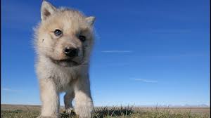 Image result for wolf cub