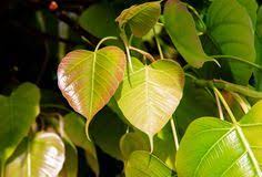 Image result for pipal image