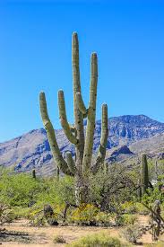 The world of plants is often one of strange beauty and pure wonder. 5 Shocking Facts About Arizona S Saguaro Cactus Did You Know These Nuventure Travels