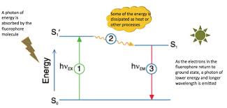 Why Understanding Fluorochromes Is Important In Flow