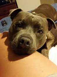 6 Ways To Show Your Dog Love That They Can Understand Dogspaceblog Staffy Dog Dog Love Pitbull Terrier