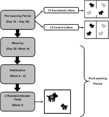 Socialisation And Its Effect On Play Behaviour And