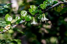 Image result for Coddia rudis