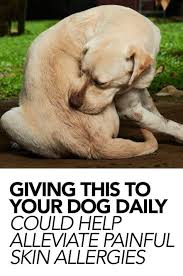 5 Natural Ways To Help Relieve Your Dog S Allergies Dog Skin Allergies Dog Allergies Itchy Dog Remedies