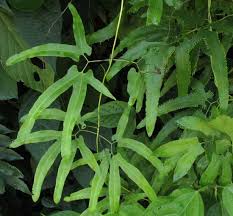 Image result for Lygodium