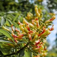 Image result for Aeollanthus neglectus