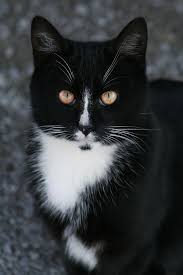 Siyah Kedi Panosundaki Pin